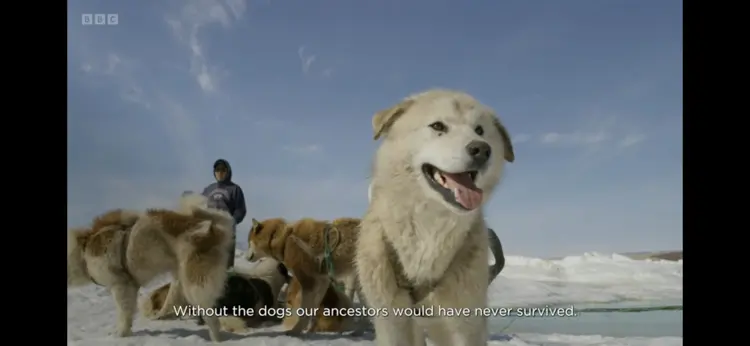 Domestic dog (Canis lupus familiaris) as shown in Frozen Planet II - Our Frozen Planet